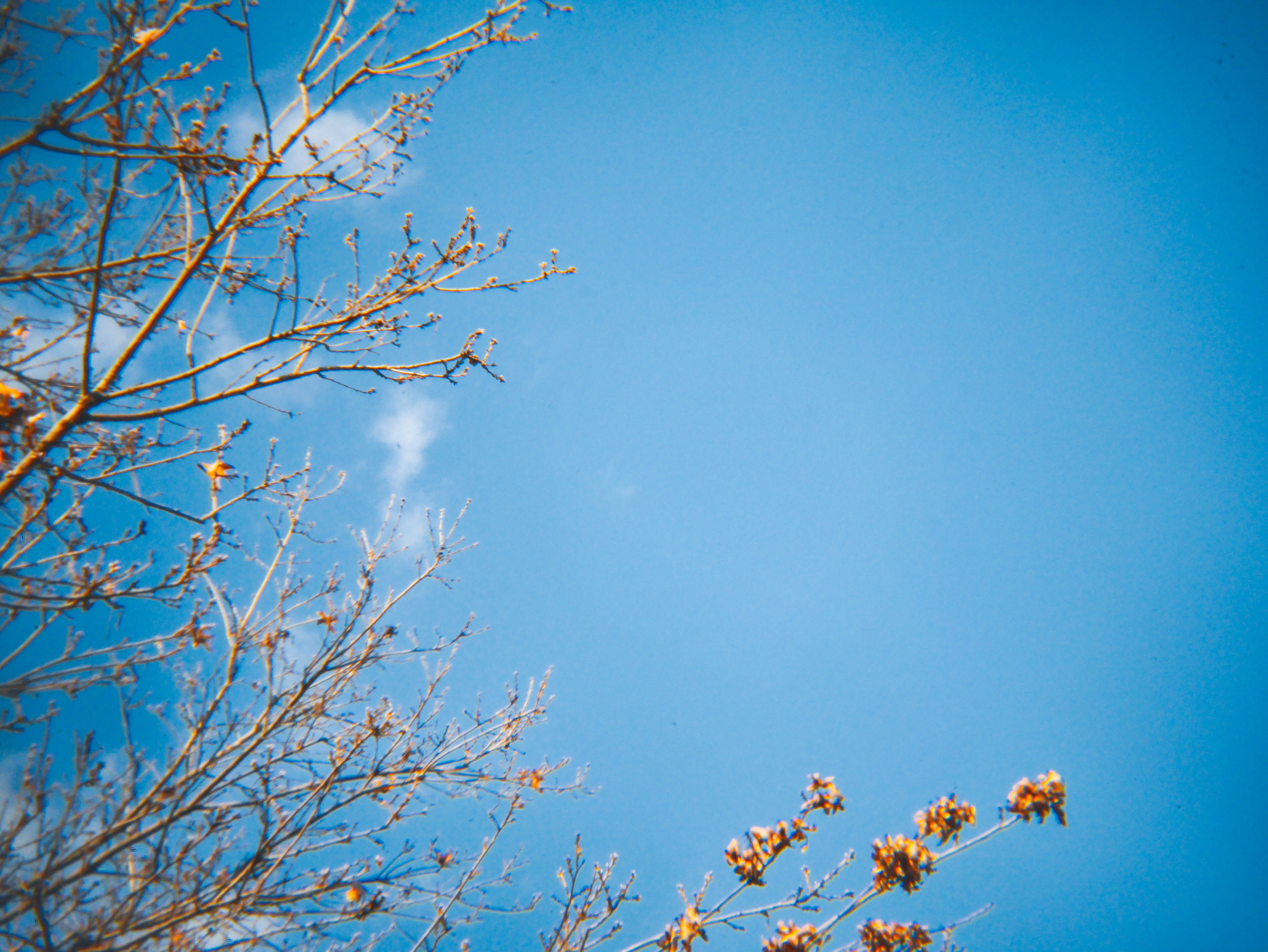 Looking up through bare tree branches dotted with early buds against a clear blue sky, shot with soft color fringing and a dreamy, slightly hazy quality
